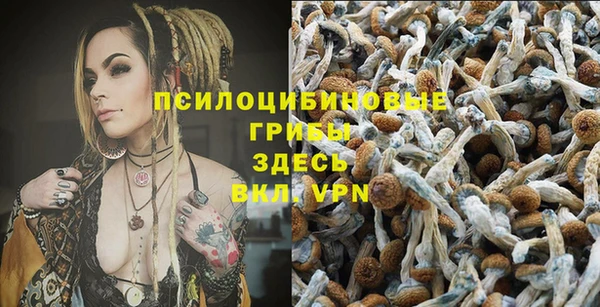 шишки Алзамай